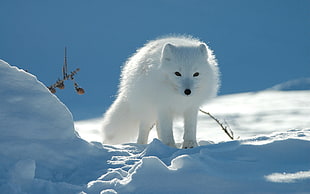 white 4-legged animal at winter HD wallpaper