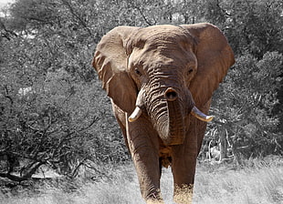 brown elephant on grass HD wallpaper
