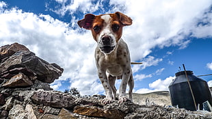 adult Jack Russell terrier HD wallpaper