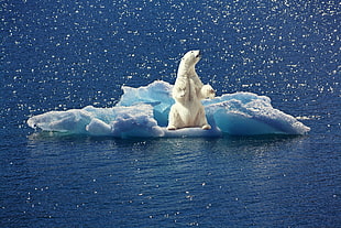 polar bear on ice HD wallpaper