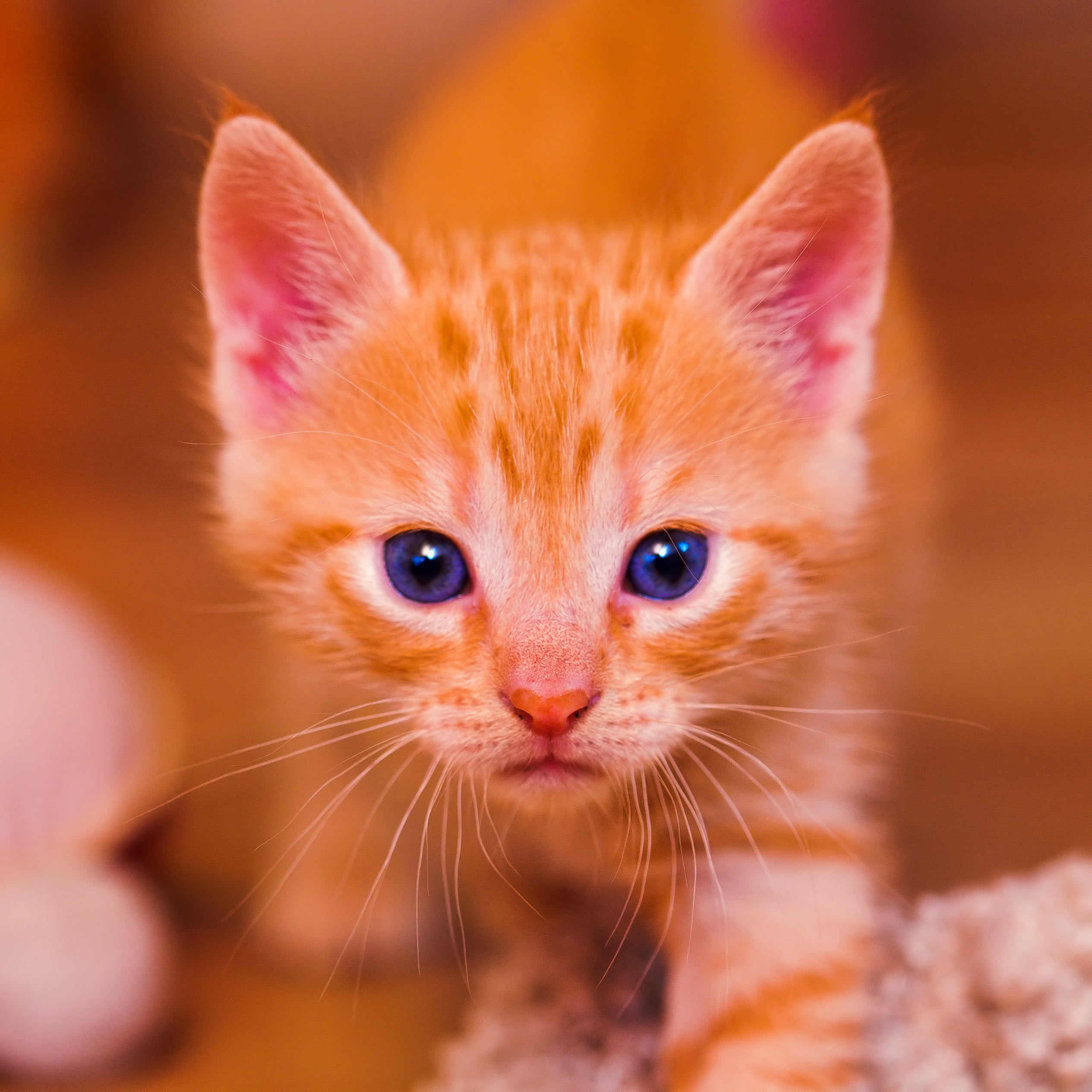 Orange tabby kitten HD wallpaper | Wallpaper Flare