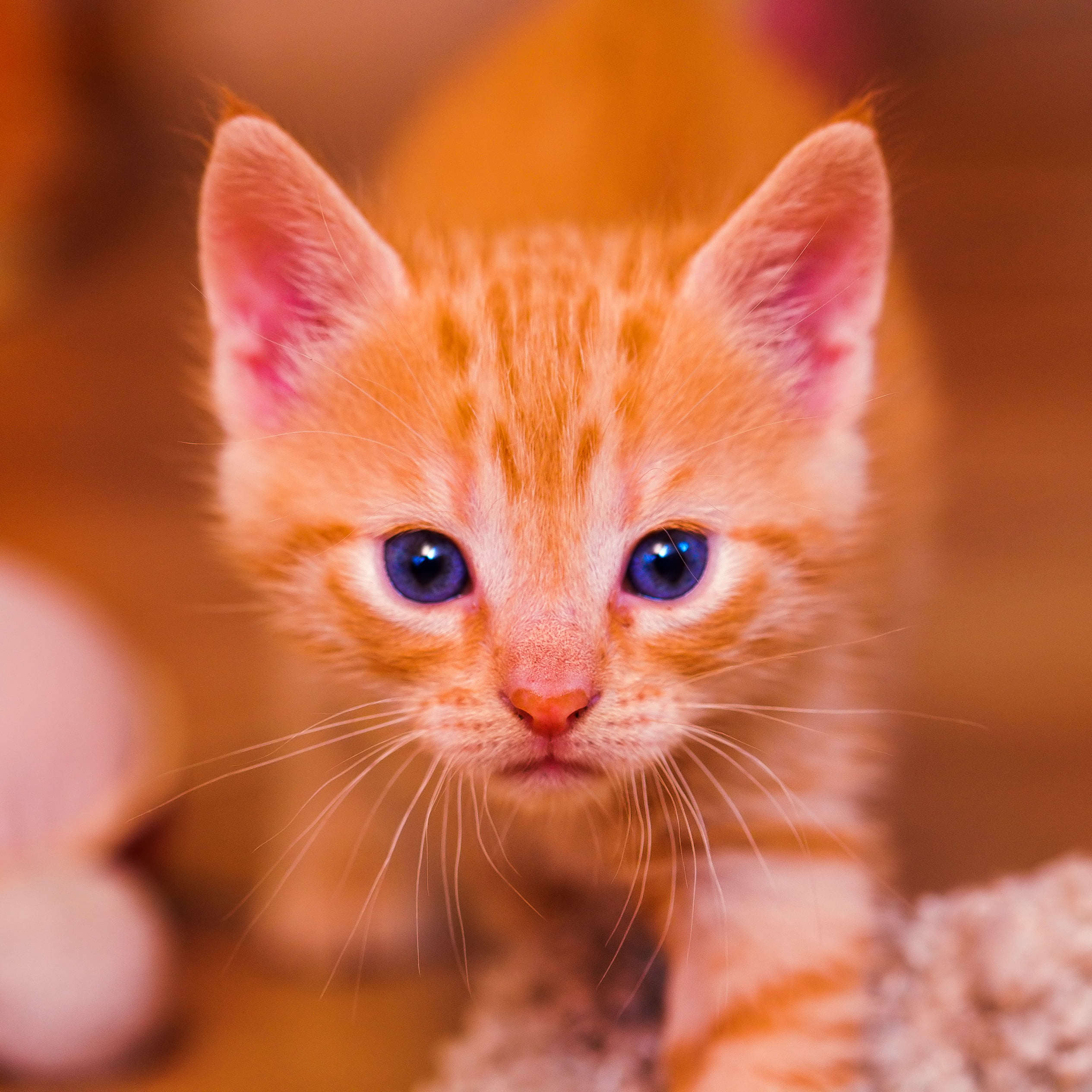 orange tabby kitten