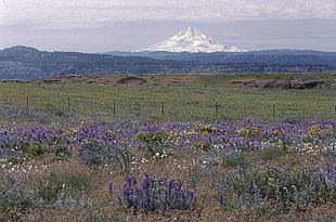 purple petaled flowers near green field and white mountain