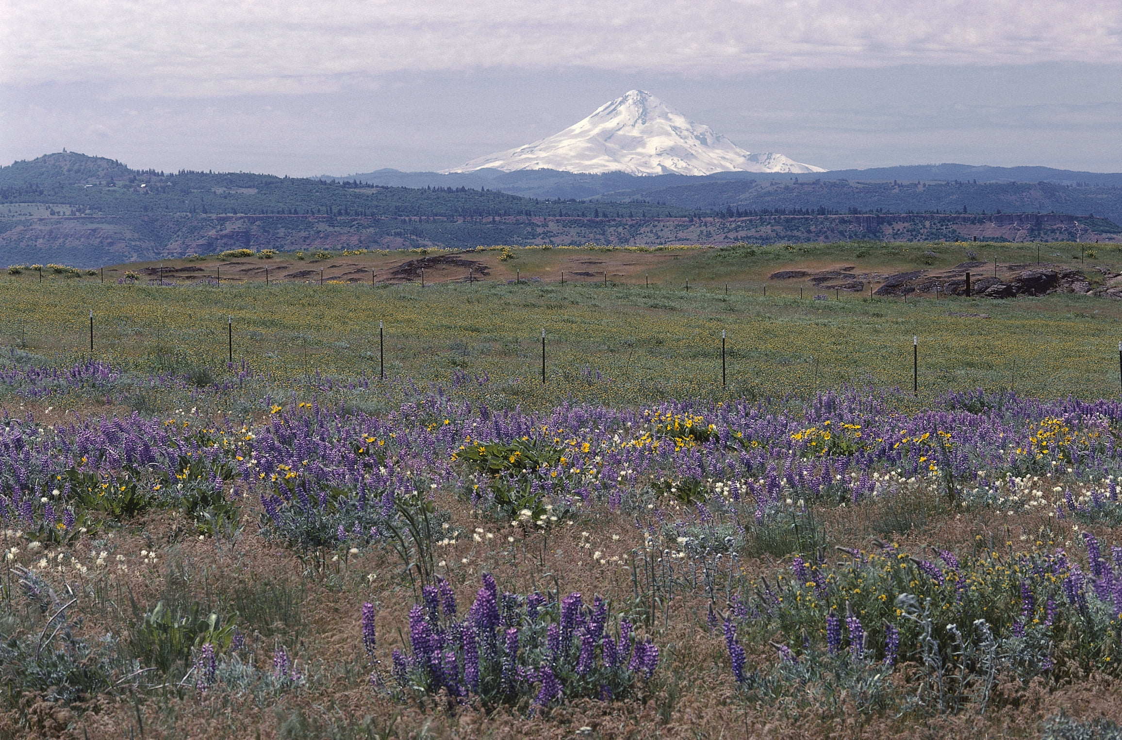 Purple Petaled Flowers Near Green Field And White Mountain Hd Wallpaper