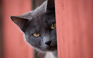shadow focus photograph of black cat during daytime