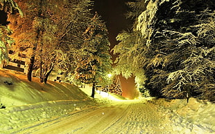 green pine trees, winter, nature, snow, night