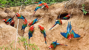 flocks of red and blue macaw HD wallpaper