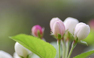 white and pink flowers in closeup photography