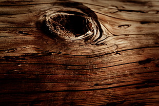 brown log, wood, texture, macro, nature