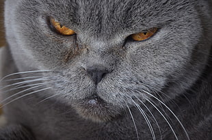 Adult Russian Blue photo