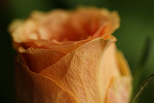orange flower in focus photography