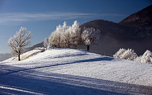 white tree near mountain