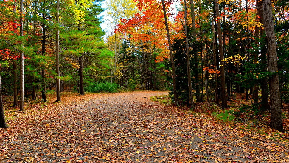 green trees, forest HD wallpaper