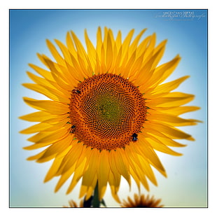 yellow Sunflower HD wallpaper