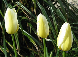 three yellow tulips HD wallpaper