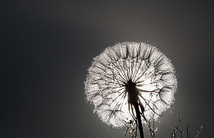 focus photography of dandelion in grayscale