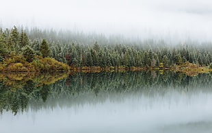 steam lake beside trees at daytime HD wallpaper