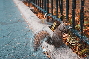 brown squirrel, Squirrel, Animal, Fence