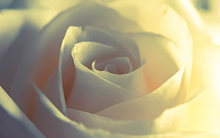 white rose, nature HD wallpaper