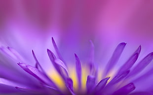 purple flower petal