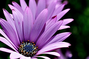 purple cluster flower in close-up photo