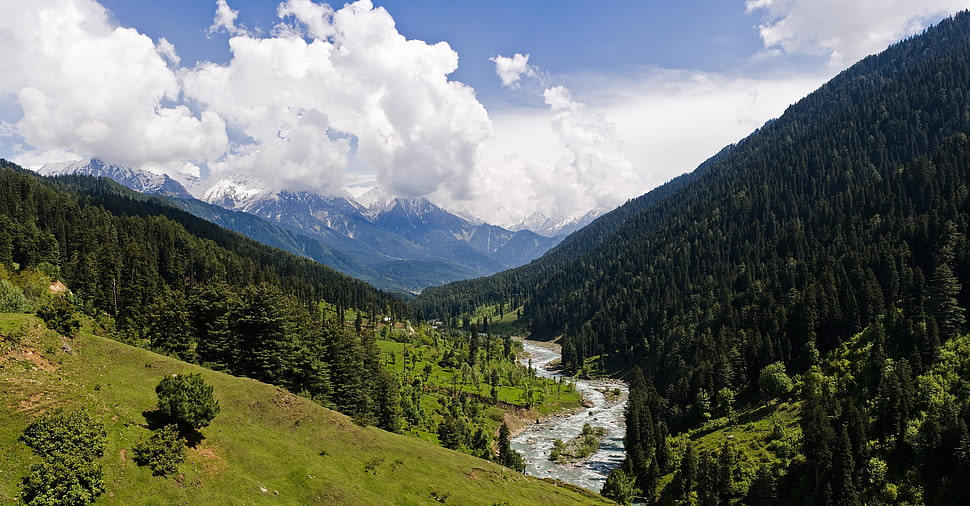 green trees, nature, landscape, valley, Kashmir HD wallpaper