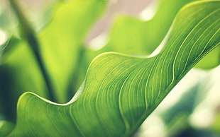 selective closeup photography of green leaf HD wallpaper
