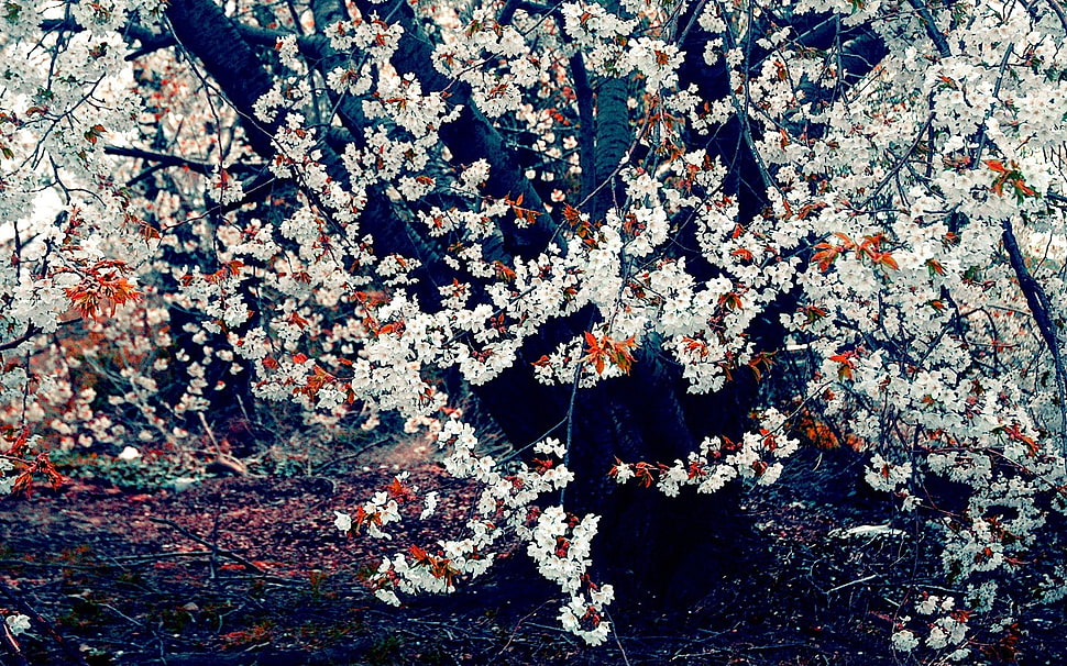 white petaled flower, cherry blossom, trees, flowers, nature HD wallpaper