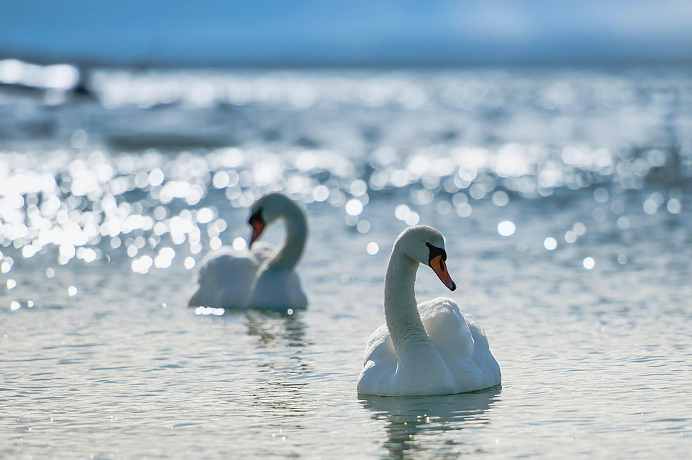 two white swan on body of water HD wallpaper