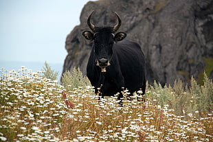 black water buffalo, Bull, Cow, Horns HD wallpaper