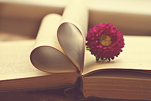 close up photo of pink petaled flower and book HD wallpaper
