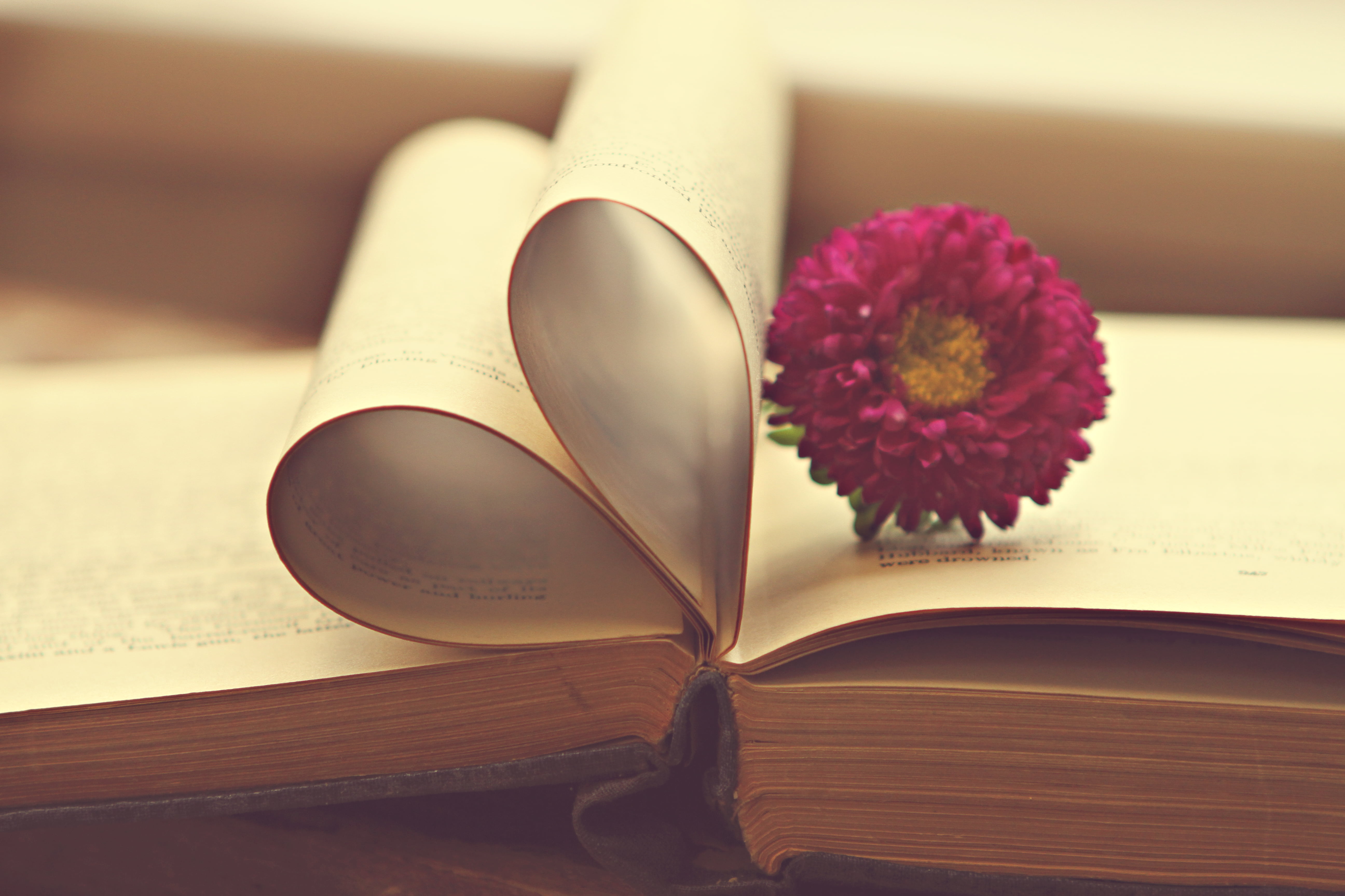 close up photo of pink petaled flower and book