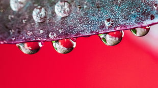 close up photo of dews