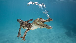 Alligator in underwater HD wallpaper