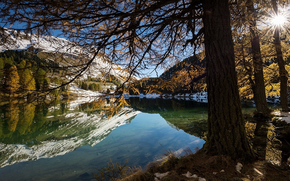 body of water beside tree near mountain, landscape, nature, forest, lake HD wallpaper