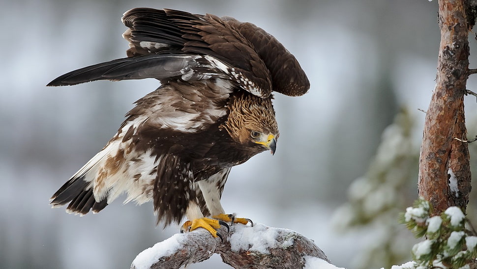 brown and white bird, animals, eagle, snow, birds HD wallpaper
