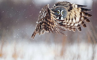 shallow focus photography of flying owl