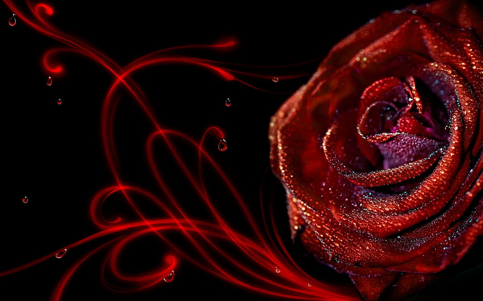 red Rose flower HD wallpaper