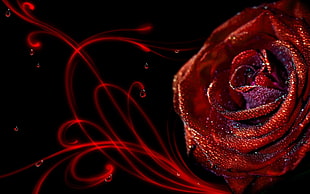 red Rose flower