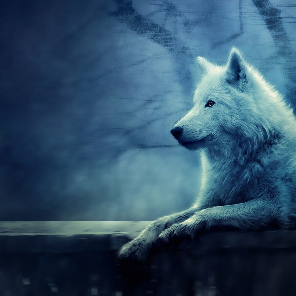 photo of white wolf on brown fence HD wallpaper