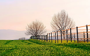 two bare trees near wooden fence under clear sky at daytime HD wallpaper