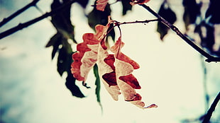 brown leaves selective focus photograph HD wallpaper