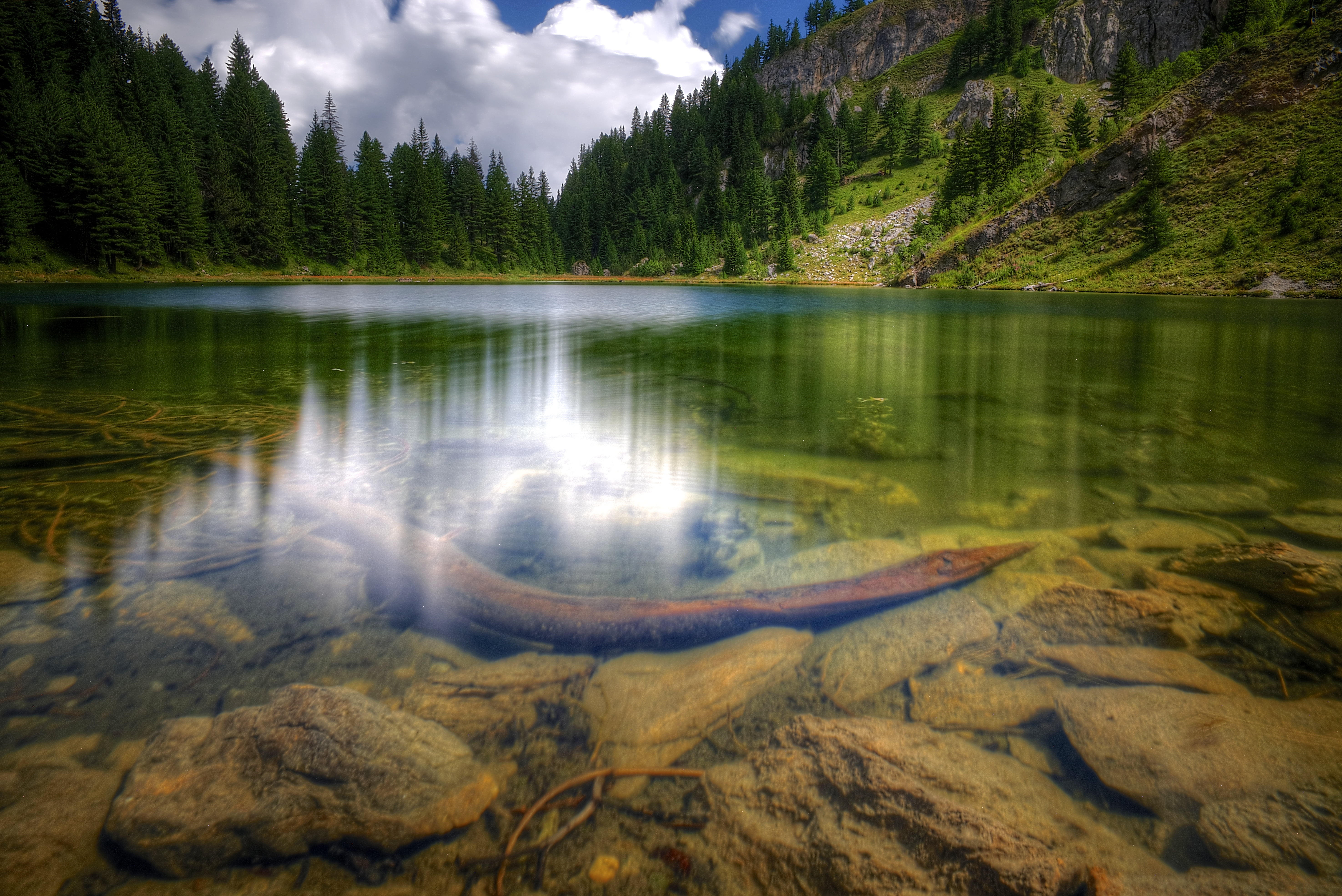 brown sea creature in green river during daytime in landscape photography