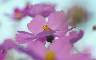 selected photography of pink petal flower