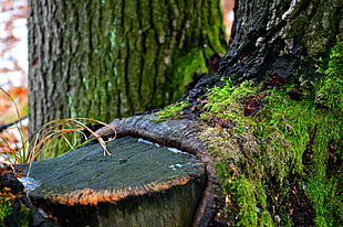brown tree trunk with green moss during daytime HD wallpaper
