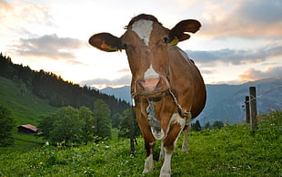 macro shot photography of brown and white cow