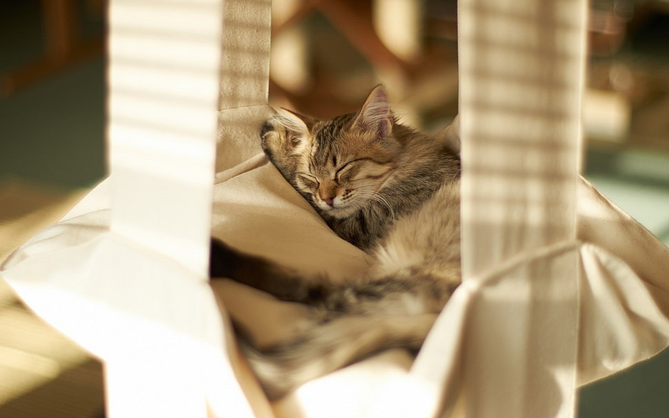 gray tabby cat HD wallpaper