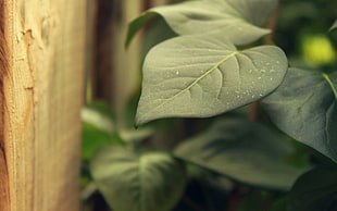 shallow focus photography of green leaf