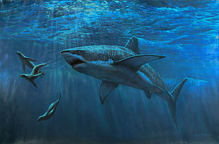 grey shark, shark, sea, animals, underwater HD wallpaper