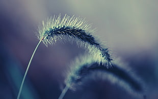 selective focus photography of green feather grass